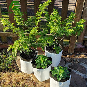 Mejor Bolsa <span class=keywords><strong>de</strong></span> Cultivo <span class=keywords><strong>de</strong></span> Hongos, la Mejor Bolsa <span class=keywords><strong>de</strong></span> Cultivo <span class=keywords><strong>de</strong></span> Hongos Todo en Uno y Bolsas <span class=keywords><strong>de</strong></span> Cultivo <span class=keywords><strong>de</strong></span> Hongos en Venta - Product Image 1