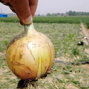 Yüksek kaliteli taze organik soyulmuş soğan çin'in tatlı ihracat sebze toptan fiyat yüksek doğrudan kaynaklı - Product Image 4