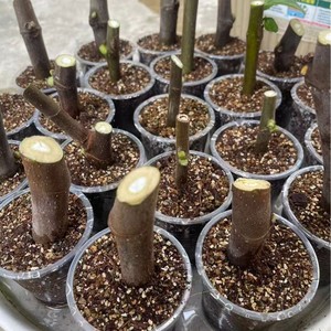 Suministro Directo de Fábrica: <span class=keywords><strong>Vermiculita</strong></span> Expandida Granular de Hebei para Jardinería, Sustrato para Plántulas, Material de Aislamiento Hidropónico - Product Image 6