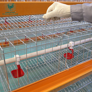 Cage De Poulet Zambia Nuevo equipo de granja avícola Capa de huevo tipo A Jaula de capa de granja de pollo <span class=keywords><strong>para</strong></span> gallinero ponedor de cabeza 10000 - Product Image 3