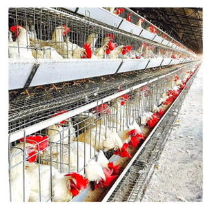 Cage <span class=keywords><strong>de</strong></span> couche chinoise <span class=keywords><strong>de</strong></span> haute qualité nouvelle cage <span class=keywords><strong>de</strong></span> treillis métallique <span class=keywords><strong>de</strong></span> <span class=keywords><strong>caille</strong></span> à vendre - Product Image 2