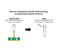 Kit de préparation de plasmides ZymoPURE pour l'extraction d'ADN de plasmides à haut rendement et sans endotoxines