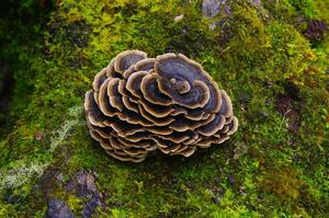 Polvo para la salud, cola <span class=keywords><strong>de</strong></span> pavo, Coriolus <span class=keywords><strong>Versicolor</strong></span>, polvo <span class=keywords><strong>de</strong></span> hongos para alimentos, cola <span class=keywords><strong>de</strong></span> pavo, Trametes <span class=keywords><strong>Versicolor</strong></span>, polvo <span class=keywords><strong>de</strong></span> micelio - Product Image 4