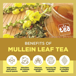 Daun Mullein Xanadu Alami Grosir Verbascum Thapsus Teh Herbal untuk Merokok Daun Kering dengan Batang dan Akar - Product Image 2