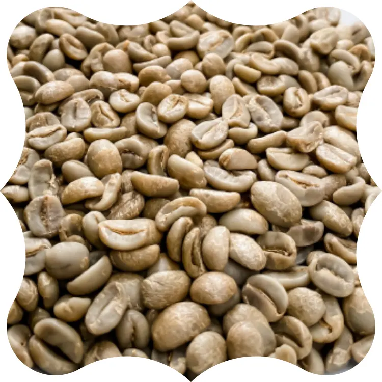 녹색 아라비카 커피 콩 뜨거운 판매 세척 과정 좋은 품질 S16 와 98% 성숙 체리 베트남 공급 업체 좋은 가격