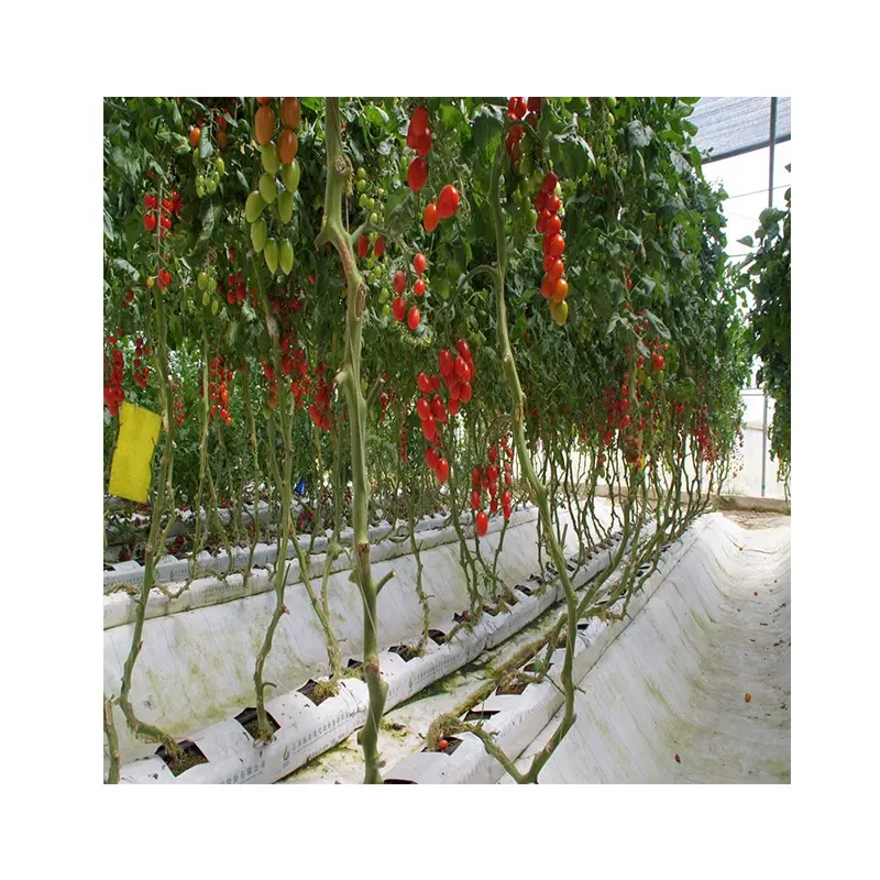 En iyi fiyat coco peat grow çanta topraksız yetiştirme hidroponik büyüyen domates