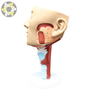 Modelo de enseñanza de ciencias médicas, cavidad <span class=keywords><strong>Nasal</strong></span> anatómica humana, músculos de la faringe de laringe para estudios de cabeza de otorrinolaringología - Product Image 4