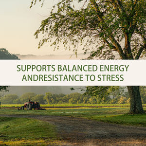 Premium <span class=keywords><strong>Ashwagandha</strong></span>-Plantenextracten Ondersteunen De Stemming Voor Stressverlichting Voor Vrouwen En Mannen, <span class=keywords><strong>Ashwagandha</strong></span>-Supplement - Product Image 6