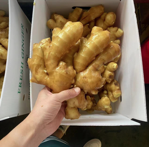 Trung Quốc gừng tươi 150g + Khô màu xanh lá cây rau nông nghiệp thực phẩm bán buôn xuất khẩu tươi gừng rễ - Product Image 2