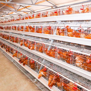 Nouvelle cage à batterie de type Afrique <span class=keywords><strong>pour</strong></span> <span class=keywords><strong>poules</strong></span> <span class=keywords><strong>pondeuses</strong></span>, en acier galvanisé à chaud, collecte automatique des œufs, capacité de 2000 à 5000 oiseaux - Product Image 2
