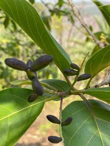 Detox ayurvédique Herb Black Terminalia Chebula Style de fruits secs - Product Image 2