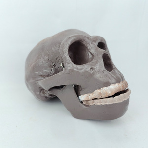 Modèle de crâne humain de Pékin - Modèle d'évolution humaine pour l'enseignement de l'anthropologie, l'exposition muséale et la recherche scientifique - Product Image 3