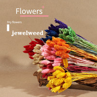 Fleurs séchées naturelles éternelles, petites fleurs de Phalaris Gem Grass, coton, magnifiques et colorées, 50-60 cm, pour la remise des diplômes et la fête des Mères