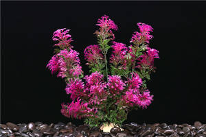 Suprimentos De Aquário Conjunto De Aquário Cenário Do Tanque De Peixes Plantas Falsas Plantas De Água Simuladas Plantas De Água Plásticas - Product Image 6