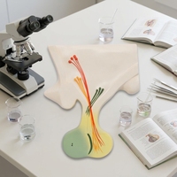 Modèle d'anatomie de la glande pituitaire humaine, structure du système endocrinien pour l'enseignement de la biologie