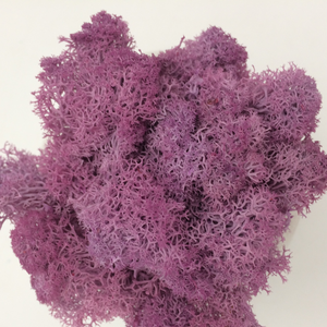 HOTsale 100g fleurs et plantes préservées art mural en mousse véritable naturelle renne <span class=keywords><strong>stabilisé</strong></span> vert <span class=keywords><strong>mur</strong></span> de mousse préservé pour la décoration - Product Image 6