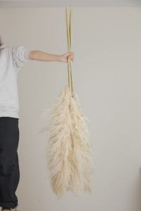 Moon Yu Vente en gros Style Ins Grande herbe pompas <span class=keywords><strong>beige</strong></span> crème séchée et moelleuse Herbe de <span class=keywords><strong>pampa</strong></span> <span class=keywords><strong>pour</strong></span> vases de salon Décor bohème - Product Image 3