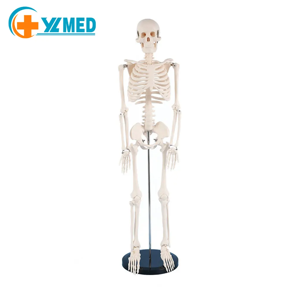 علم الطب 78 سنتيمتر طويل حجم عظام البالغين نموذج هيكل عظمي انساني مادة PVC استخدم صورة عظام واضحة و بديهية