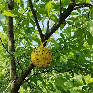 Çiftlikler için haşere kontrolünde sarı/yeşil/turuncu olarak mevcut meyve sineği feromonları ile su geçirmez tutkal tuzağı top - Product Image 4