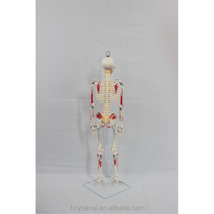 Esqueleto <span class=keywords><strong>Humano</strong></span> de 85 cm, Tamaño Completo, Desmontable, Modelo Anatómico de Cuerpo Entero con Músculos para Uso Médico - Product Image 3