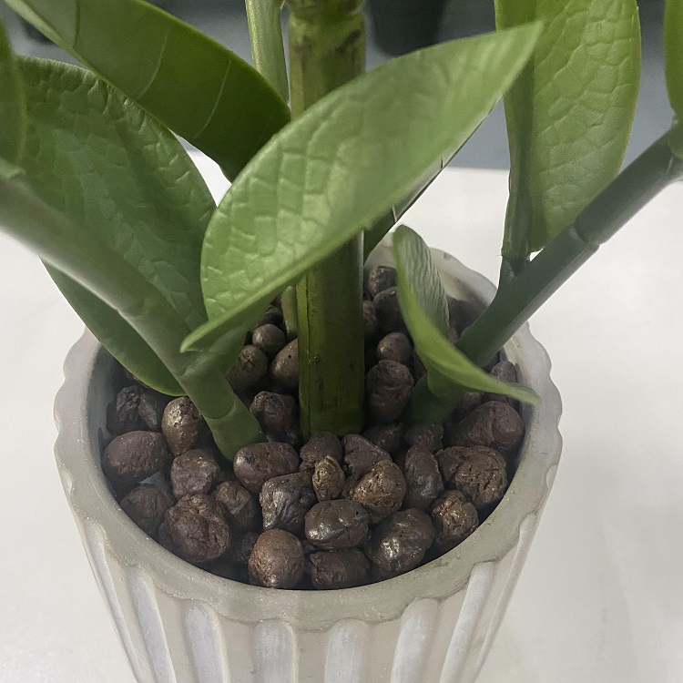 4 zz plant ZZ Plant 'Raven' 4"