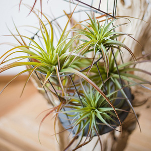 Plantes artificielles Dongguan Dream Castle en PVC souple 13-25cm, Tillandsia simulé, verdure décorative d'intérieur - Product Image 3