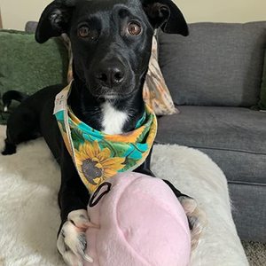 Cina OEM/ODM Puppy Tender Tuffs Ball Tough peluche Dog Toy palla rotonda colorata con Squeaker resistente alle forature - Product Image 5