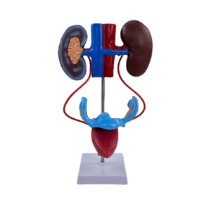 Sekiz sistem İnsan anatomisi modelleri sinir sindirimi, endokrin, motilite, lenfatik üriner sistem anatomisi modelleri öğretim için - Product Image 6