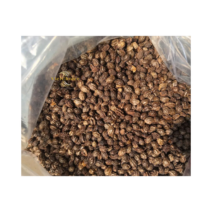 Semillas de Papaya Secas Puras, Cuidadosamente Seleccionadas, Oferta al por Mayor - Product Image 1