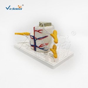 Modèle de moelle épinière et de vertèbres partielles VIC-3308 : Modèle de démonstration pédagogique biologique, Modèle d'anatomie humaine - Product Image 1