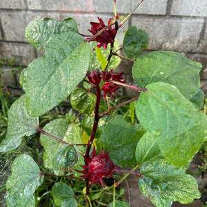 Semillas de Roselle tailandesas de calidad de exportación, venta al por mayor a granel, sabor rico, envío de alta calidad desde Tailandia - Product Image 4