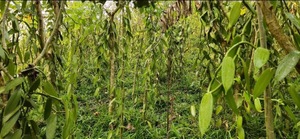 Venta caliente preparación tradicional 18-21 cm vainilla Pompona (México) 100% frijoles de vainilla orgánicos naturales de Madagascar - Product Image 3