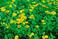 Fleur d'inula Xuan Fu Hua herbe séchée Xuan Fu Hua pour l'élimination des mucosités soulagement de la toux santé respiratoire
