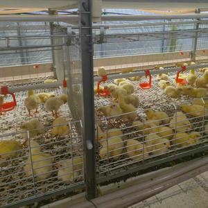 Poulailler automatique économique de grande taille en H <span class=keywords><strong>pour</strong></span> poulets de chair et poules pondeuses – Équipement d'élevage avicole <span class=keywords><strong>pour</strong></span> 5000 oiseaux - Product Image 1