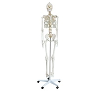 Modèle de squelette humain grandeur nature de 170 cm avec support et nerfs, fourniture directe d'usine, modèle anatomique pour l'enseignement de la biologie
