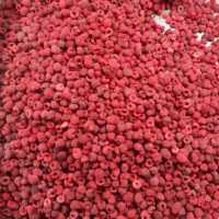 Buah berkualitas tinggi IQF Frozen Raspberry di China Harga terbaik dalam kemasan grosir IQF buah Frozen