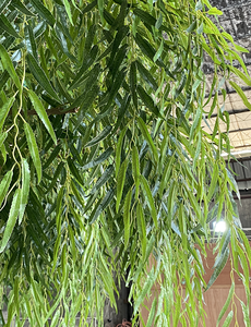 Árbol <span class=keywords><strong>de</strong></span> sauce llorón Artificial <span class=keywords><strong>de</strong></span> tacto real, <span class=keywords><strong>ramas</strong></span> <span class=keywords><strong>de</strong></span> PE personalizables, resistente a los rayos UV para vestíbulo <span class=keywords><strong>de</strong></span> Hotel, parque, jardín, planta Premium - Product Image 4