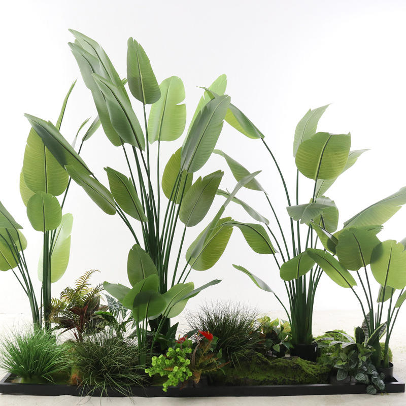 Banane voyageuse verte de qualité supérieure.