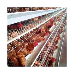 Bon prix Batterie de pondeuses de poules pondeuses à 4 niveaux de 5000 capacités Conception moderne de la volaille Meilleures <span class=keywords><strong>cages</strong></span> vente vérifiée pour les fermes du Kenya - Product Image 1