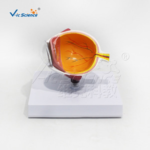 Modèle de section horizontale de l'hémisphère oculaire de qualité anatomique ; utilisé pour les démonstrations de communication médecin-patient en - Product Image 5