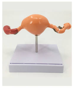 Modelo de Entrenamiento de Patología Médica: Maniquí de Agrandamiento Uterino de PVC de Tamaño Real Avanzado para Uso en Escuelas de Medicina y Hospitales - Product Image 5