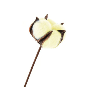 Cina prezzo di fabbrica fiore artificiale lungo stelo singolo secchi fiori di cotone per la decorazione domestica - Product Image 2