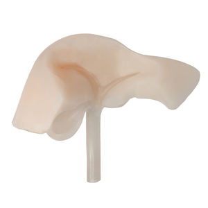 Modèle d'Enseignement Médical - Modèle de Formation à la Ponction Hépatique Guidée par Échographie - Product Image 4