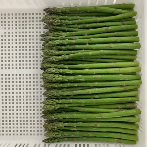 Espárragos Verdes Congelados al Vapor IQF, Tamaño Mediano, 8-12 mm, Certificación HACCP, para la Industria Hotelera y Suministros de Servicios de Alimentos a Granel - Product Image 2