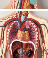 Maniquí de simulación médica de plástico para la circulación sanguínea humana, cirugía cardíaca, arteria, vena, Nervio, anatomía vascular, ciencia médica