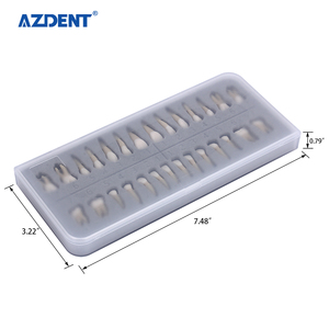 Modèles de dents en plastique pour soins dentaires permanents 1:1, étude/enseignement/formations, ensemble de modèles de particules dentaires - Product Image 2