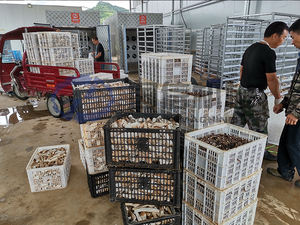 เครื่องอบแห้งมังคุด แก้วมังกร <span class=keywords><strong>ผล</strong></span><span class=keywords><strong>ไม้</strong></span>เสฉวน แบบมืออาชีพ ระบบหมุนเวียนลมร้อนอุตสาหกรรม - Product Image 6