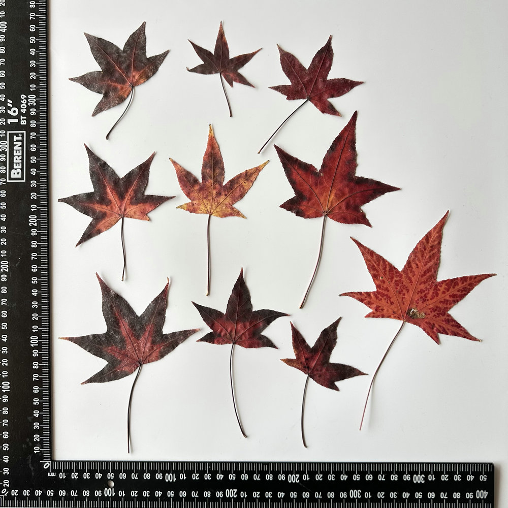 MH445 Mélange de feuilles de Sweetgum 2
