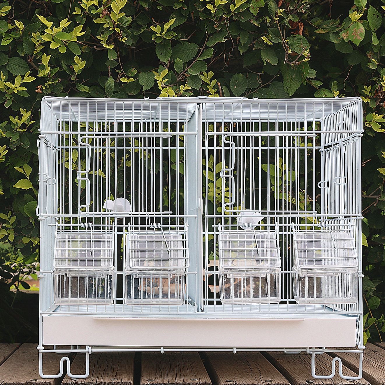 large parrot breeding box