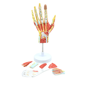 Modelo de Anatomía de Mano Desmontable de Tamaño Real con Vasos Sanguíneos y Nervios, 7 Partes - Modelo Anatómico de Ciencias Médicas - Product Image 4